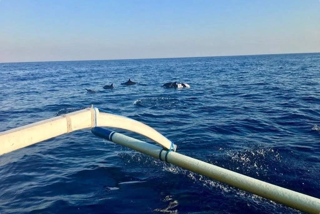 Dolphins swimming near a traditional boat in the open waters of Lovina, Bali, under a clear blue sky. The boat's wooden outrigger is visible in the foreground, capturing a calm and intimate wildlife encounter.