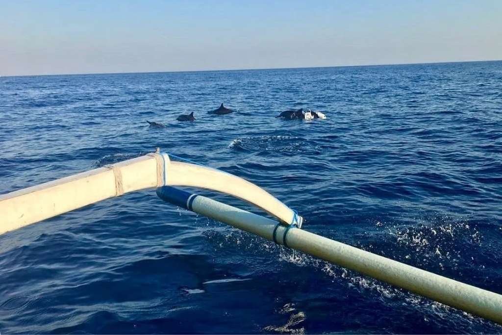 Dolphins swimming near a traditional boat in the open waters of Lovina, Bali, under a clear blue sky. The boat's wooden outrigger is visible in the foreground, capturing a calm and intimate wildlife encounter.