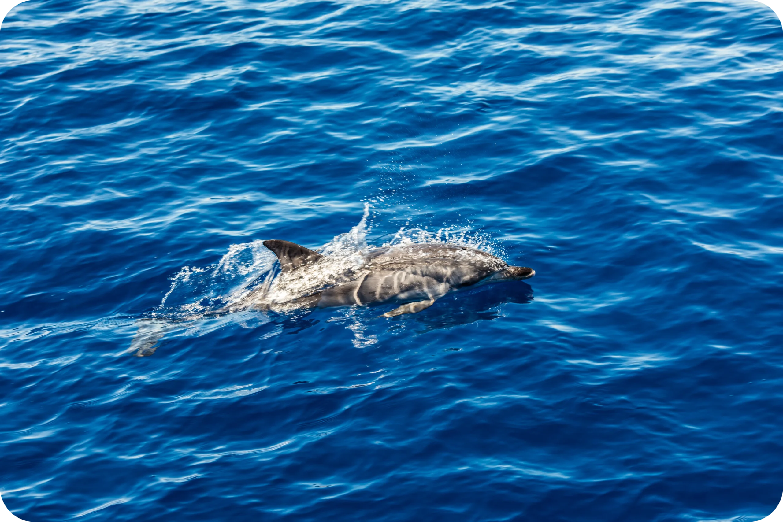 Dolphin