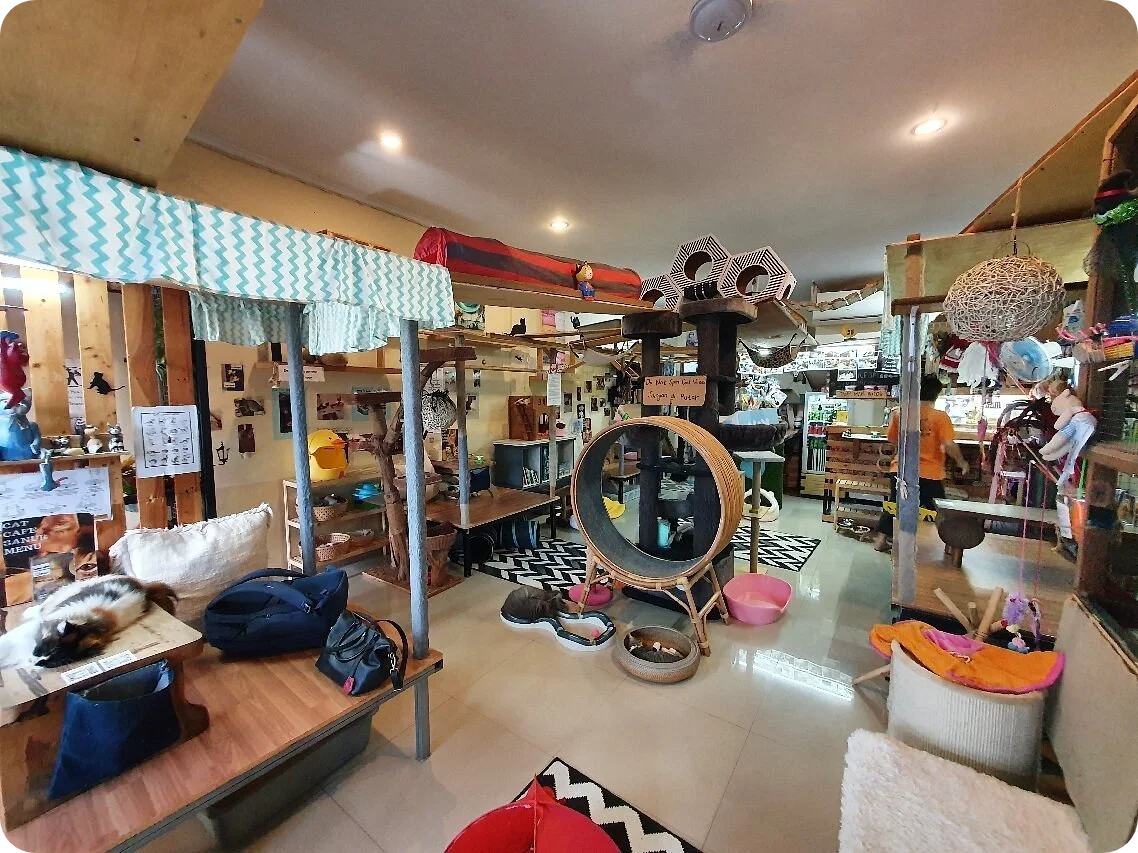 cat cafe