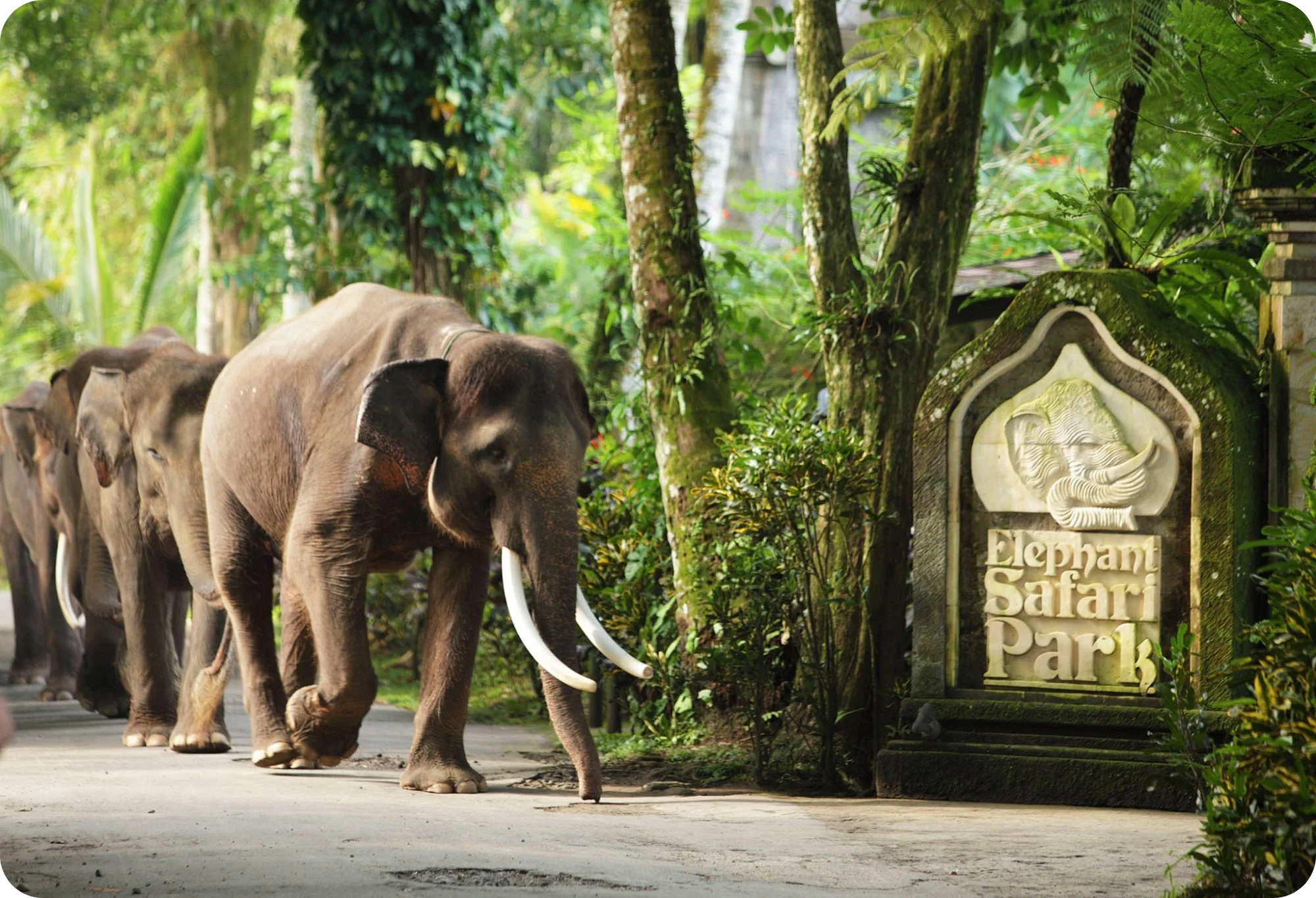 12 Family-Friendly Attractions in Bali 13 6. Bali Zoo (Gianyar) & Mason Elephant Park (Ubud)