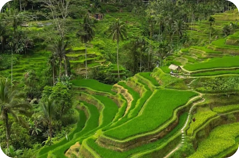 abian desa