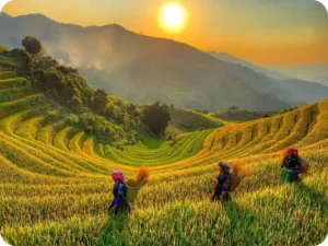 Rice Fields Bali