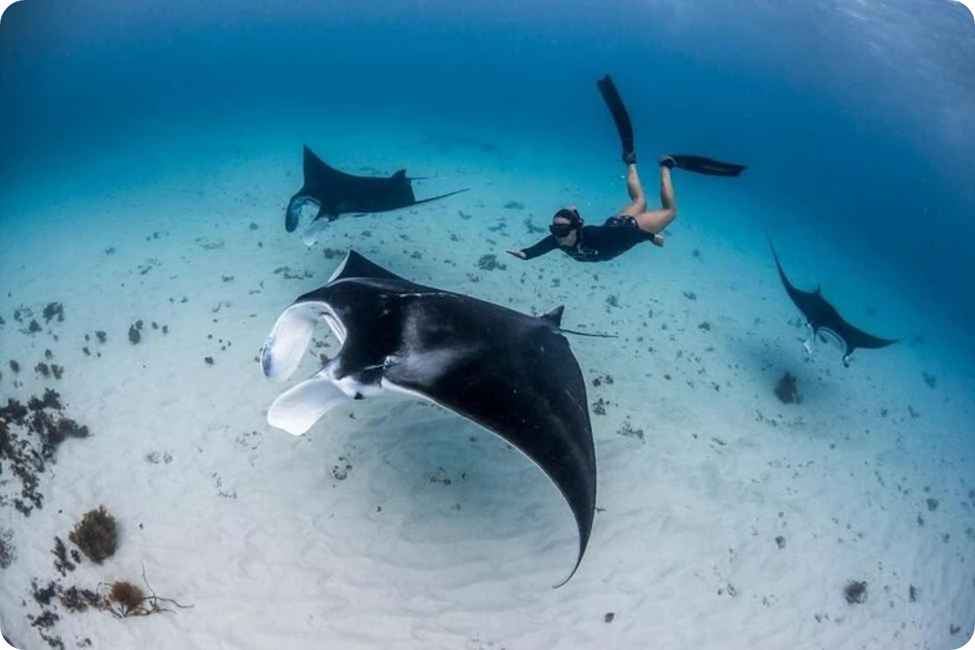manta point