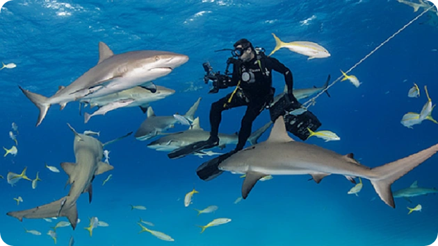 shark island
