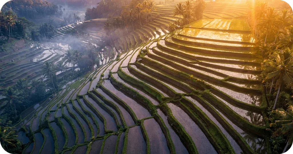 Sunlit terraced rice fields with water reflecting morning light