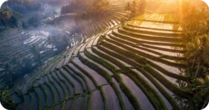 Sunlit terraced rice fields with water reflecting morning light